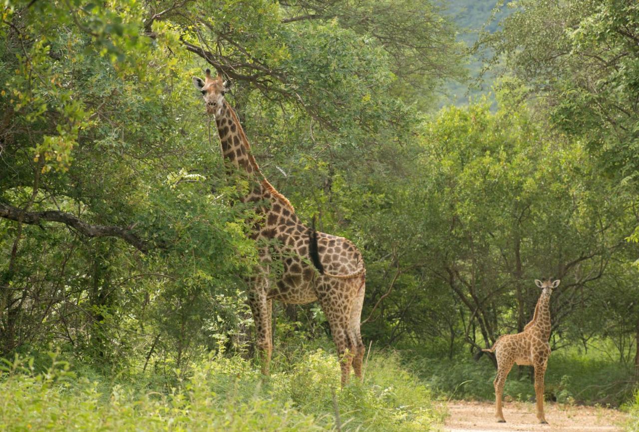 Cape Vulture Conservancy Hoedspruit Luaran gambar