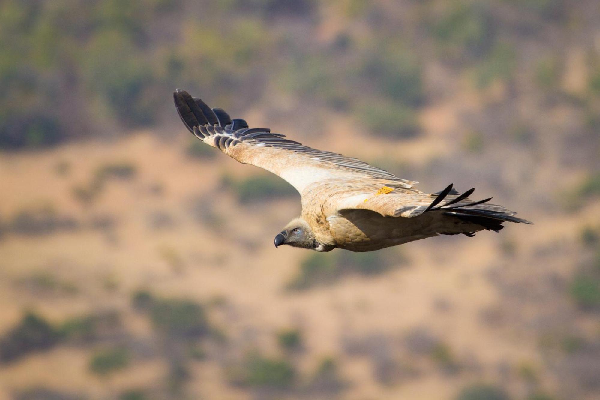 Cape Vulture Lodge Hoedspruit Luaran gambar